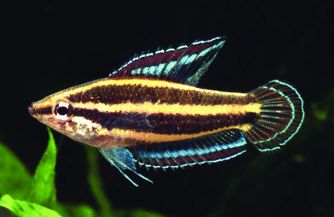 Gourami