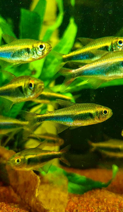 Freshwater Fishes