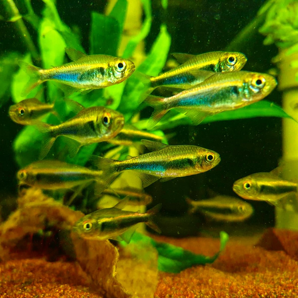 Freshwater Fishes