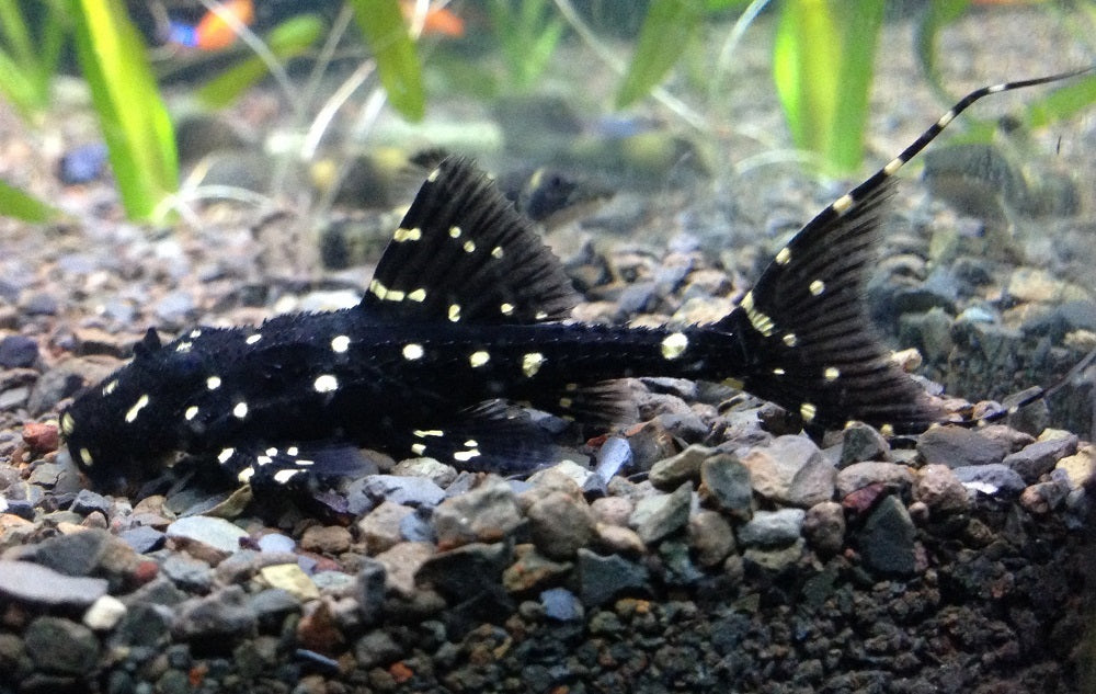Plecos