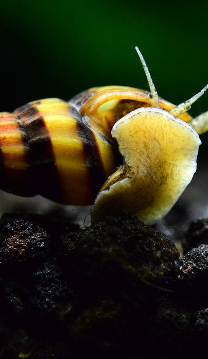 Mollusc / Snail