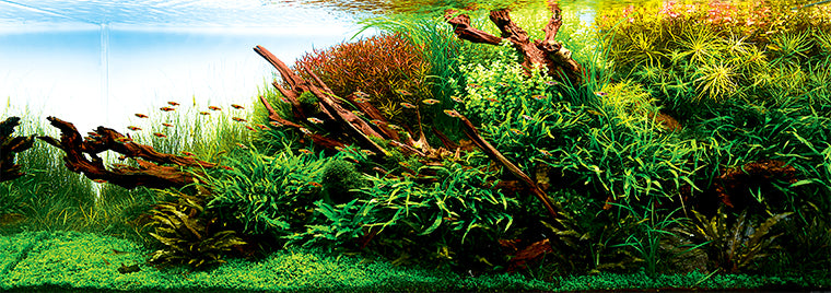 Plants Fertilizers