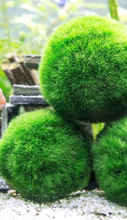 PLANTS
