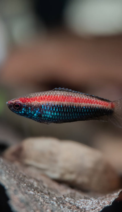 Nanosphromenus Gemma (PO) by Iven Betta