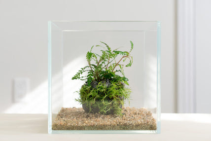 Plants - Wabi-Kusa