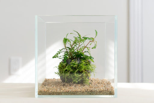 Plants - Wabi-Kusa