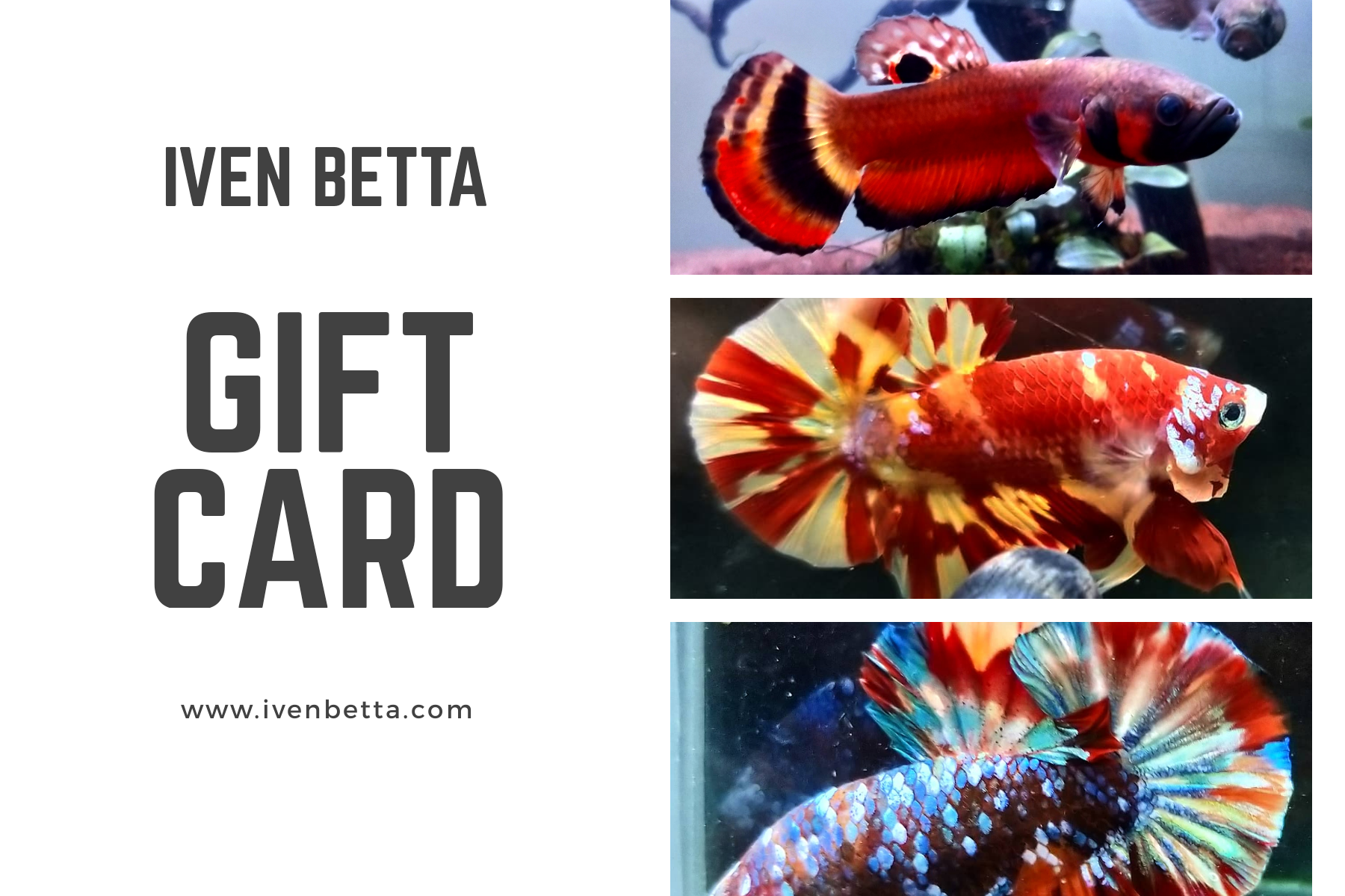 IB AQ - Gift Card by ivenbetta