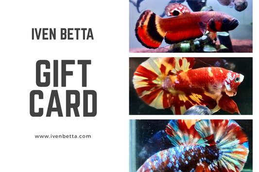 IB AQ - Gift Card by ivenbetta