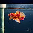 HMPK Betta Splendens #T232 by ivenbetta