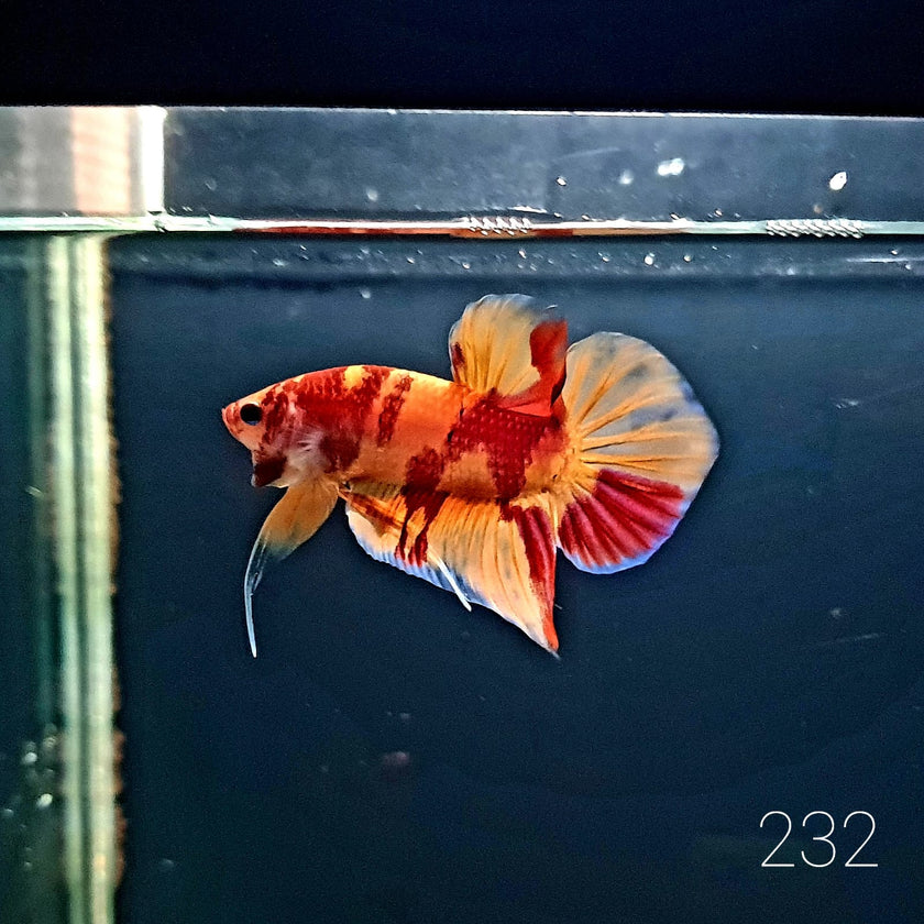 HMPK Betta Splendens #T232 by ivenbetta