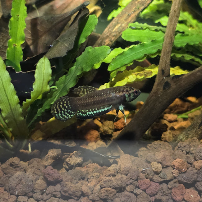 Betta sp. Shioseira by Iven Betta