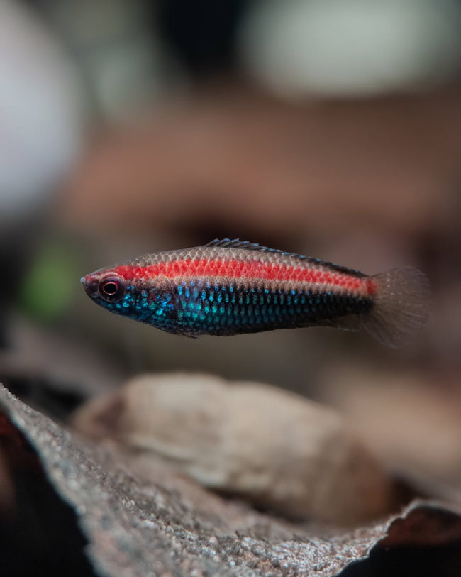 Nanosphromenus Gemma (PO) by Iven Betta