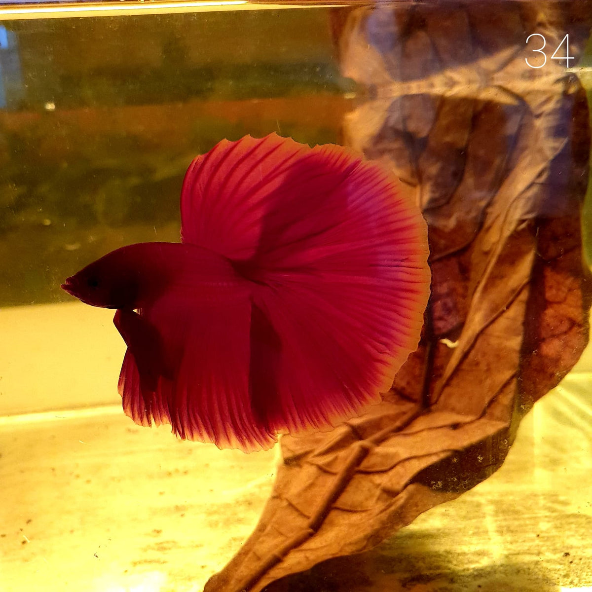 HM Betta Splendens #HM34 by ivenbetta