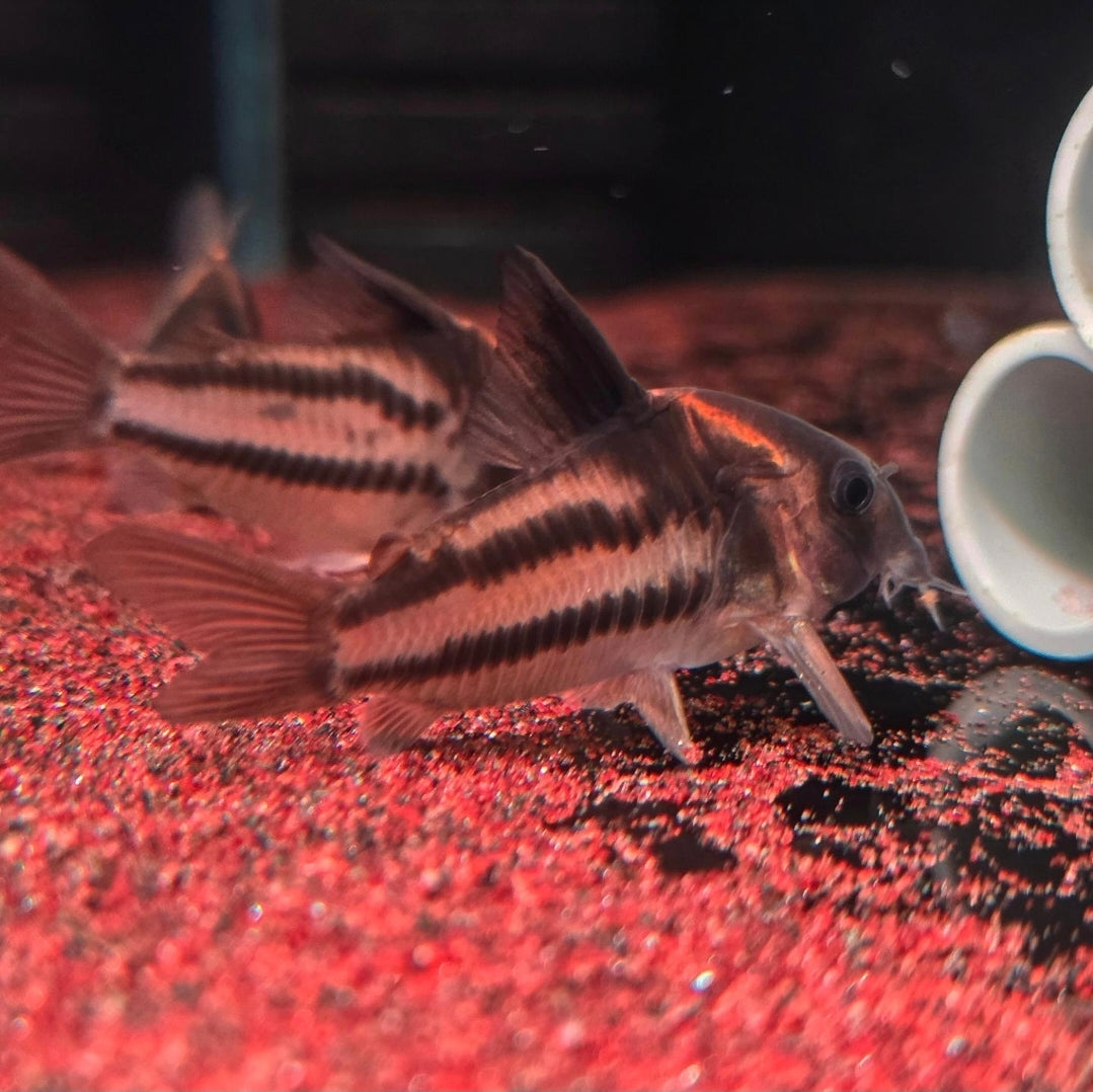 Corydoras sp. Parallelus 