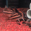 Corydoras sp. Parallelus 