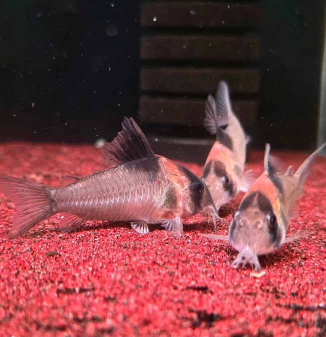 Hoplisoma Burgessi by Iven Betta