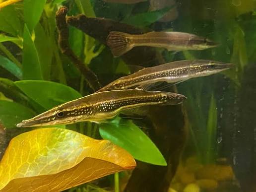 Luciocephalus Aura by Iven Betta