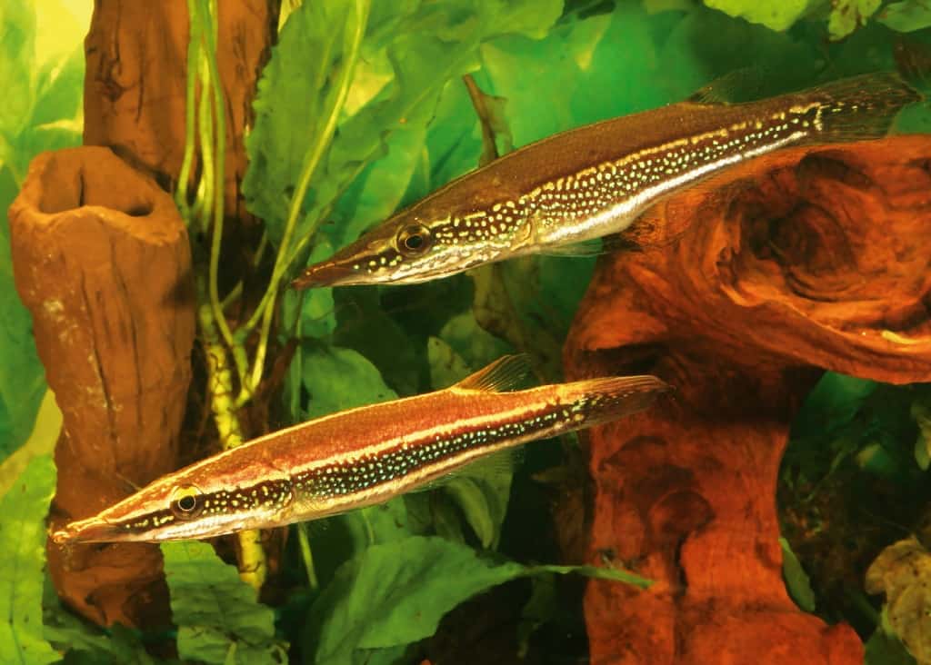 Luciocephalus Aura by Iven Betta