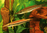 Luciocephalus Aura by Iven Betta