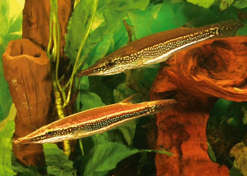 Luciocephalus Aura by Iven Betta