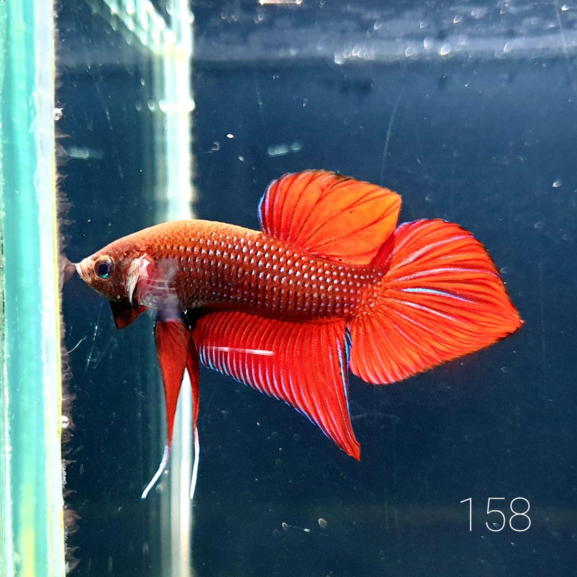 HMPK Betta Splendens #T158 by ivenbetta
