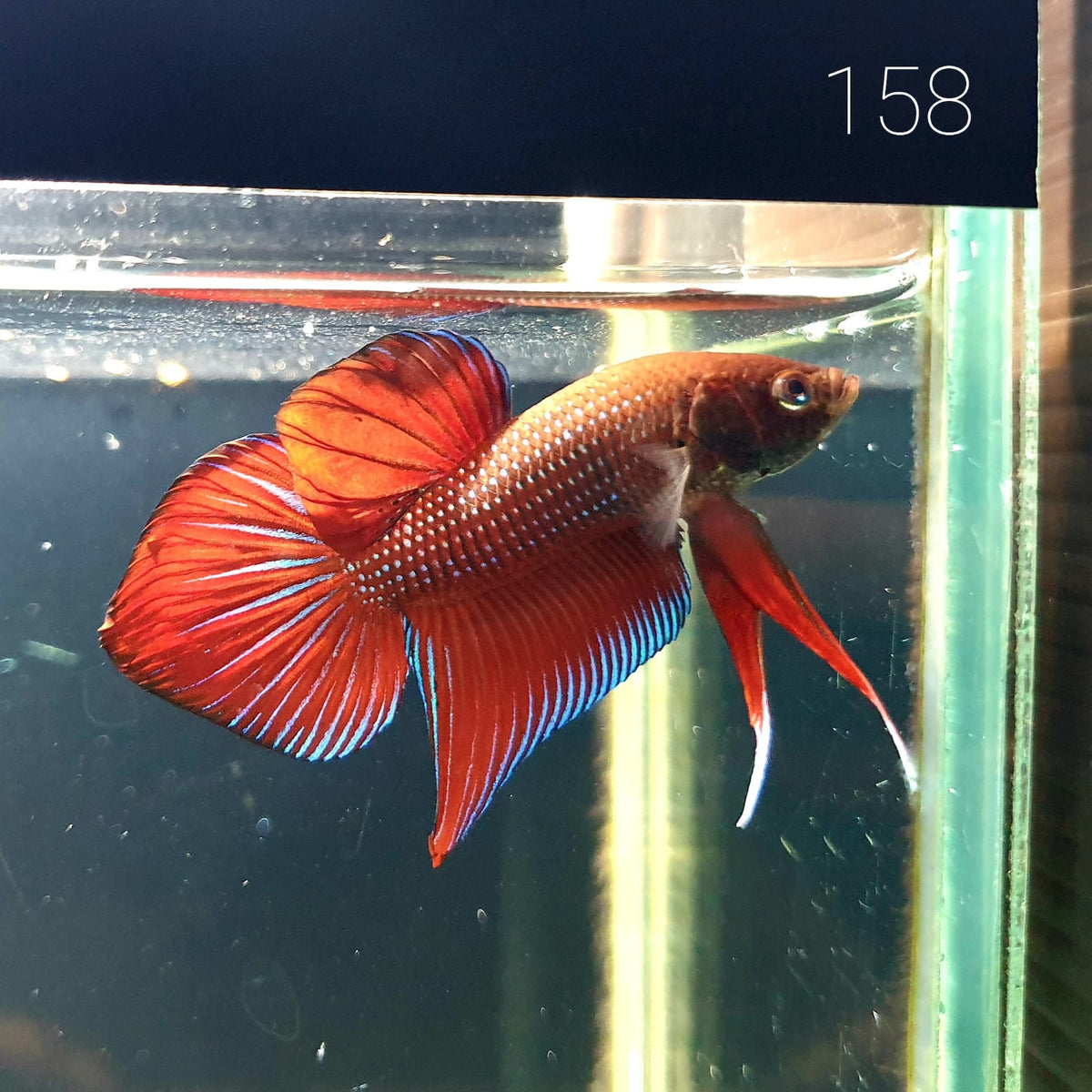 HMPK Betta Splendens #T158 by ivenbetta