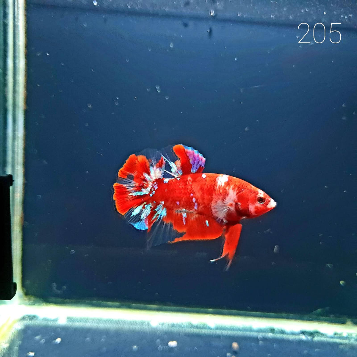 HMPK Betta Splendens #T205 by ivenbetta