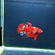 HMPK Betta Splendens #T205 by ivenbetta