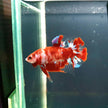 HMPK Betta Splendens #T205 by ivenbetta