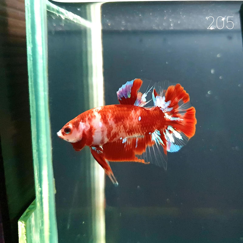 HMPK Betta Splendens #T205 by ivenbetta