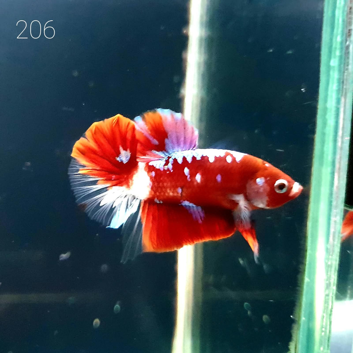 HMPK Betta Splendens #T206 by ivenbetta