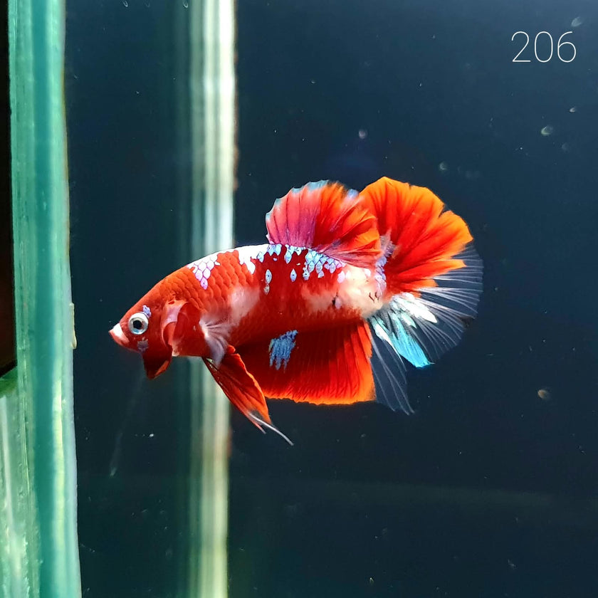 HMPK Betta Splendens #T206 by ivenbetta