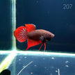 HMPK Betta Splendens #T207 by ivenbetta