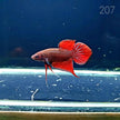 HMPK Betta Splendens #T207 by ivenbetta