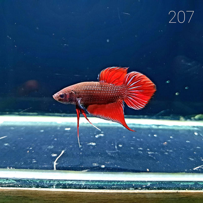 HMPK Betta Splendens #T207 by ivenbetta
