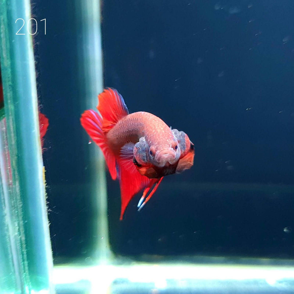HMPK Betta Splendens #T201 by ivenbetta