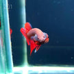 HMPK Betta Splendens #T201 by ivenbetta