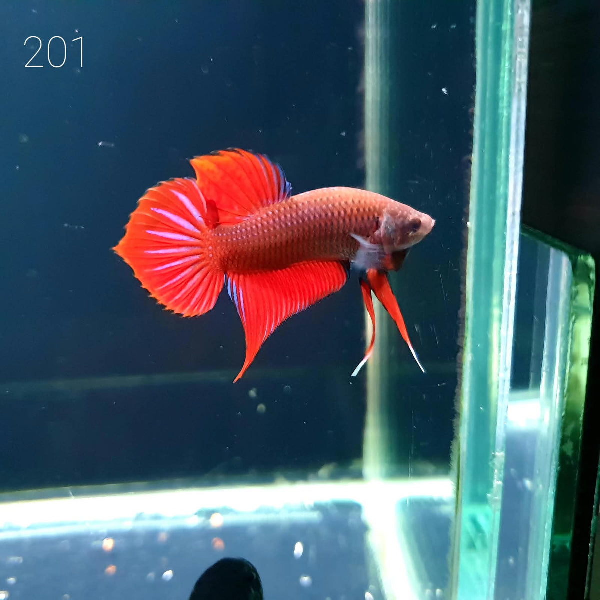 HMPK Betta Splendens #T201 by ivenbetta