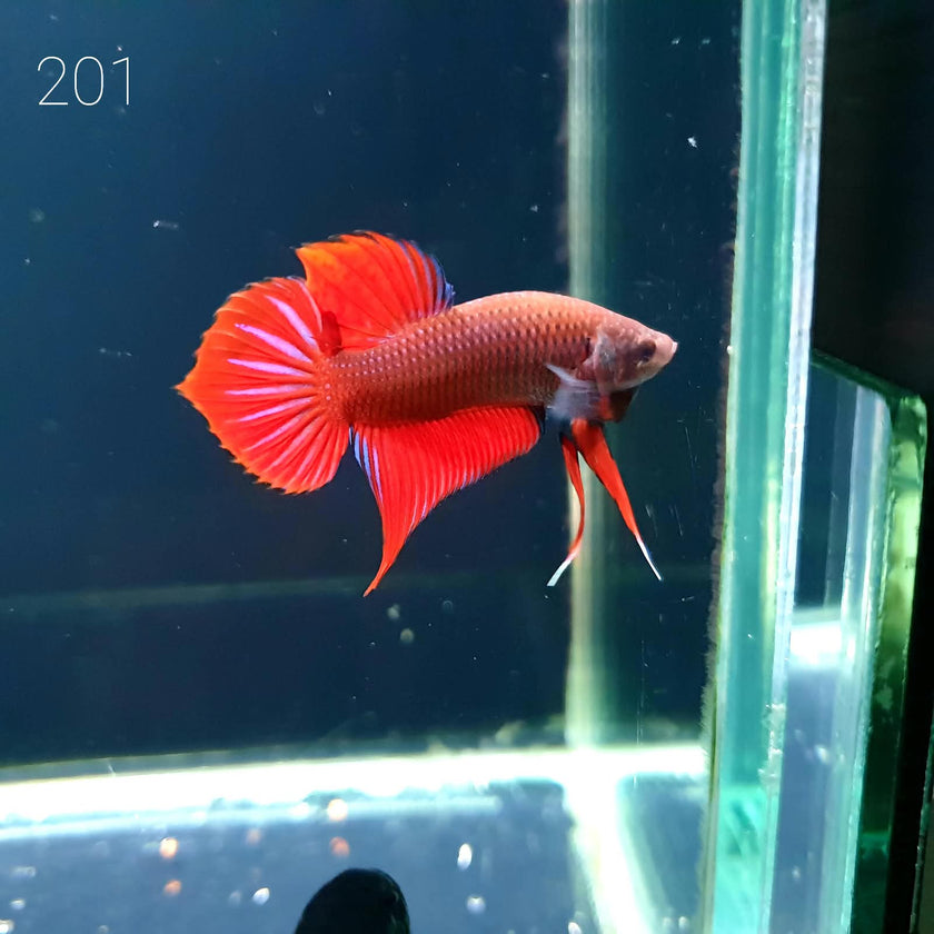 HMPK Betta Splendens #T201 by ivenbetta