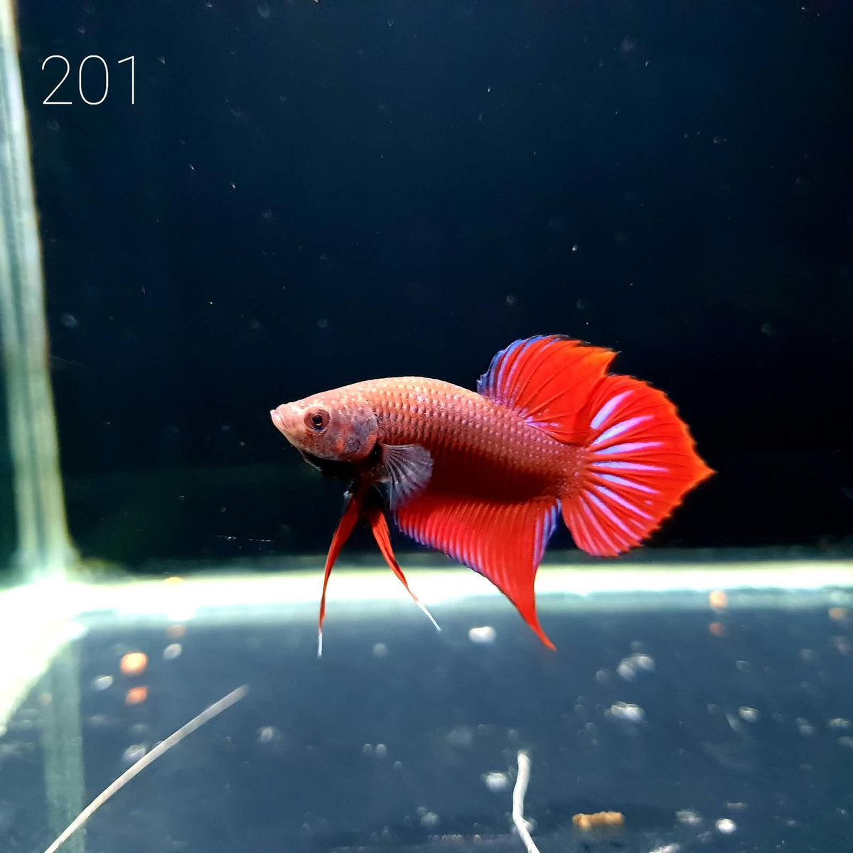 HMPK Betta Splendens #T201 by ivenbetta