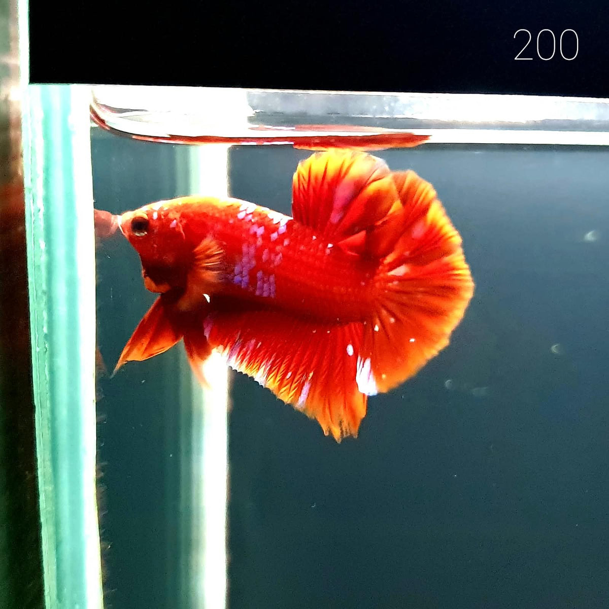HMPK Betta Splendens #T200 by ivenbetta