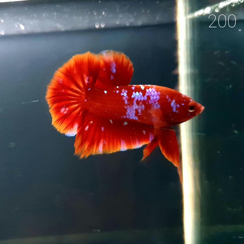 HMPK Betta Splendens #T200 by ivenbetta
