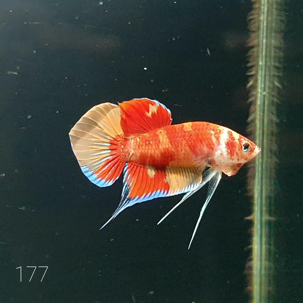 HMPK Betta Splendens #T177 by ivenbetta