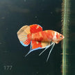 HMPK Betta Splendens #T177 by ivenbetta