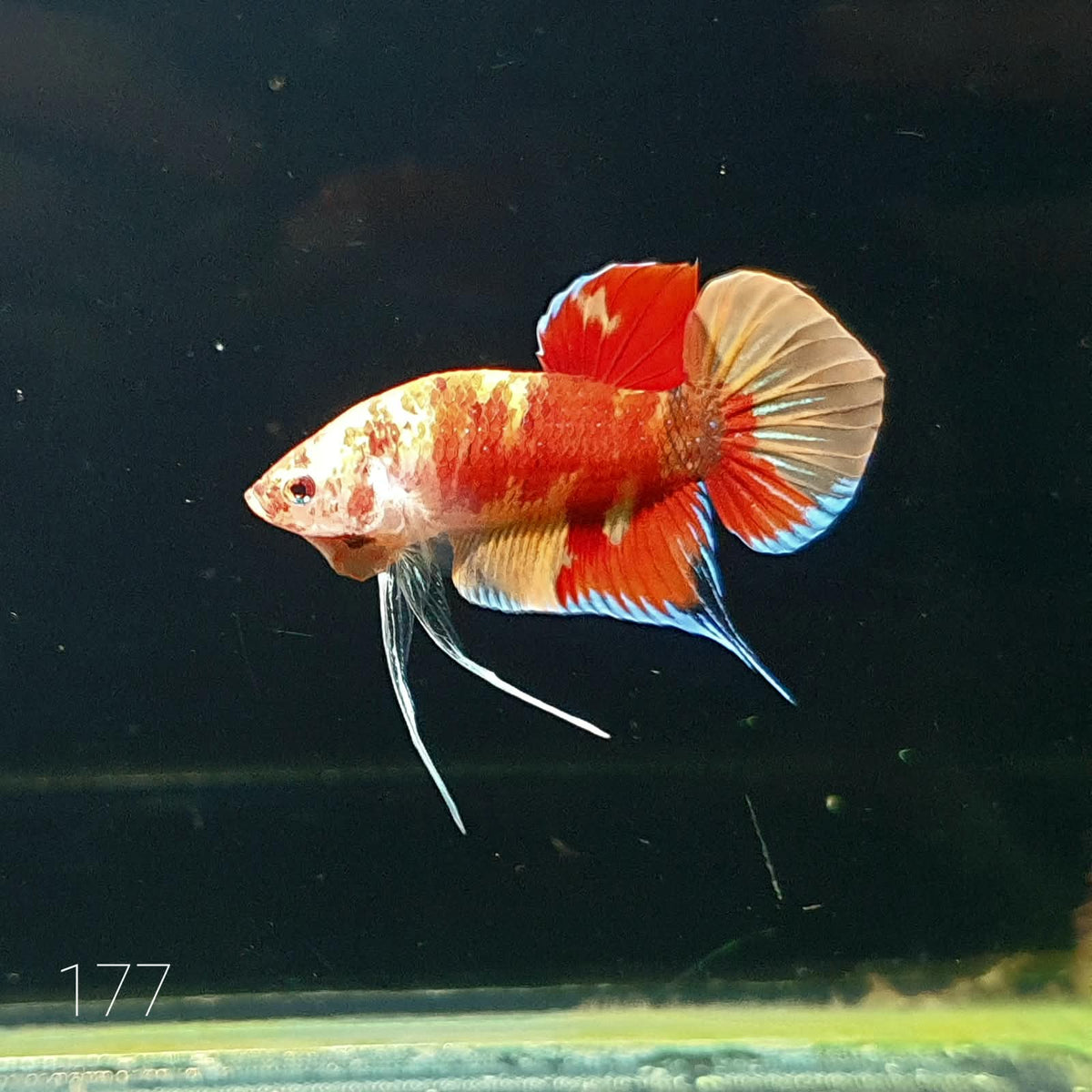 HMPK Betta Splendens #T177 by ivenbetta