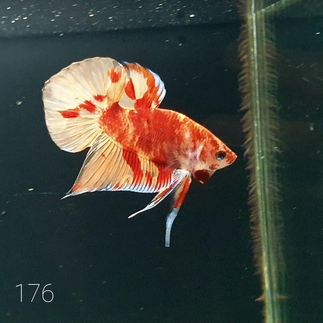 HMPK Betta Splendens #T176 by ivenbetta
