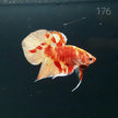 HMPK Betta Splendens #T176 by ivenbetta