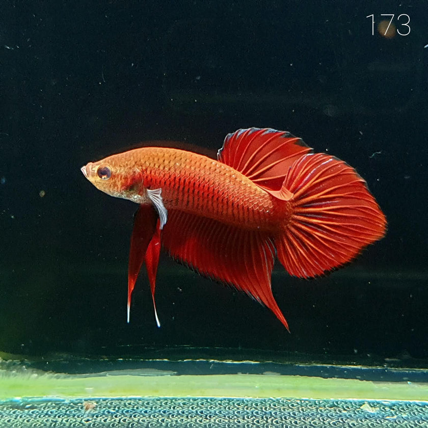 HMPK Betta Splendens #T173 by ivenbetta