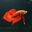 HMPK Betta Splendens #T173 by ivenbetta