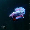 HMPK Betta Splendens #T172 by ivenbetta